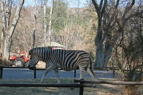 Zebra At Groenkloof Picnic Spot