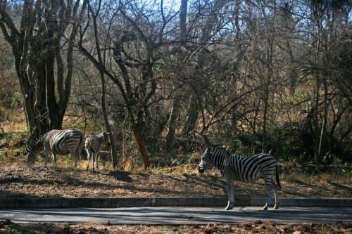 Zebra At Groenkloof