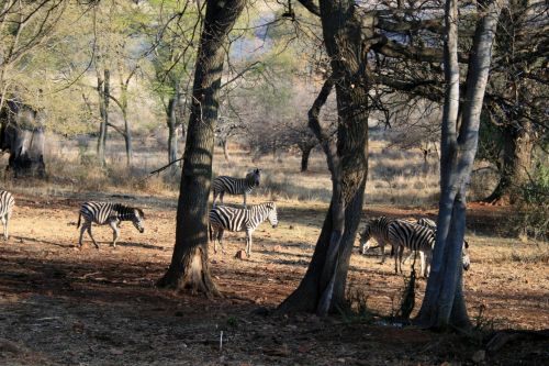 Zebra Between Trees In The Sun