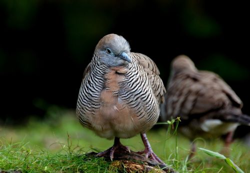 zebra dove bird wildlife