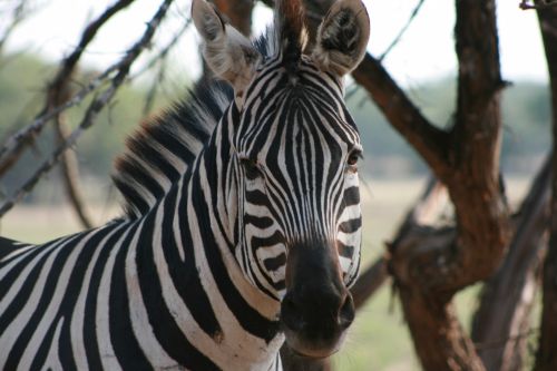 Zebra Face