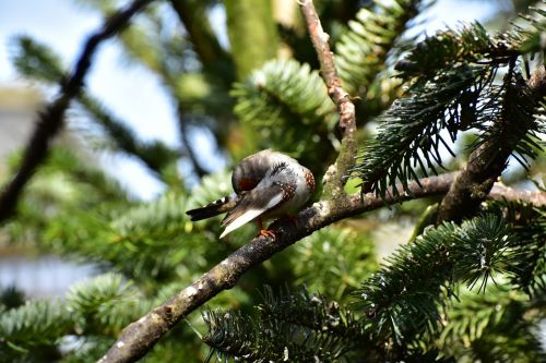 zebra finch little bird feather