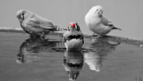 zebra finch birds red beak