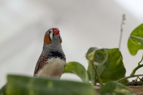 zebra finch bird animal world