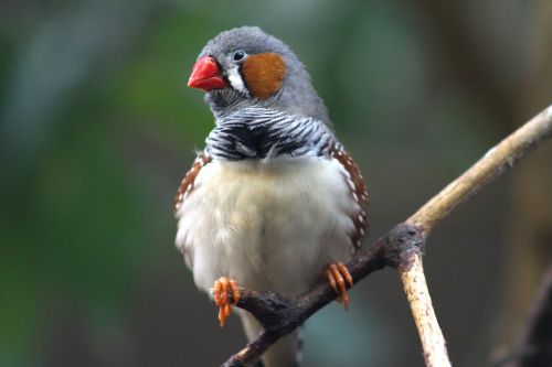 zebra finch bird animal