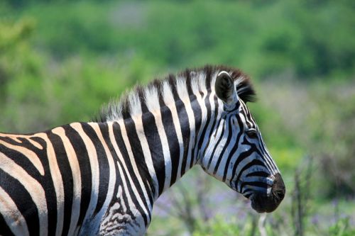Zebra From The Side