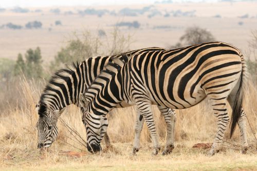 Zebra In The Veld