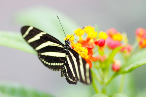 zebra longwing  butterfly  nature