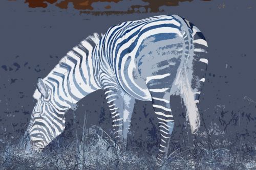 Zebra Negative