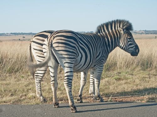 Zebra Next To The Road