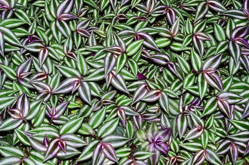 zebra plant plants natural