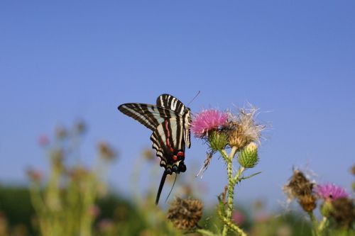 zebra swallowtail butterfly flower blossom