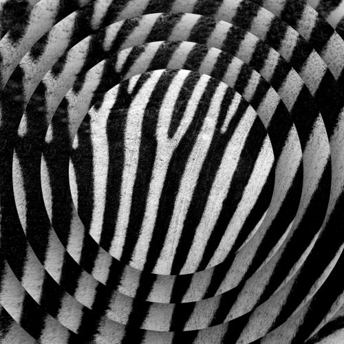 Zebra Texture Discs