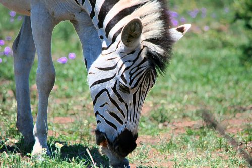 Zebra With Head Down