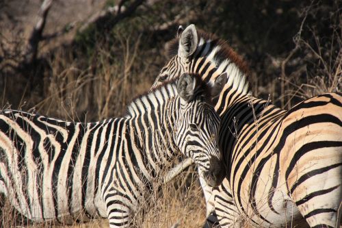 zebras africa wildlife