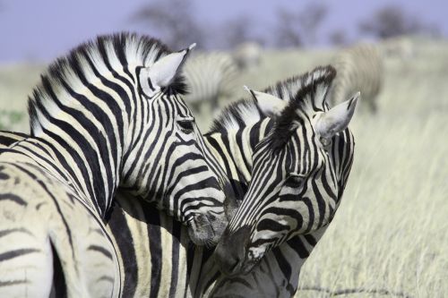 zebras africa zebra crossing