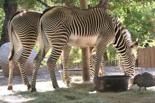 zebras mammal africa