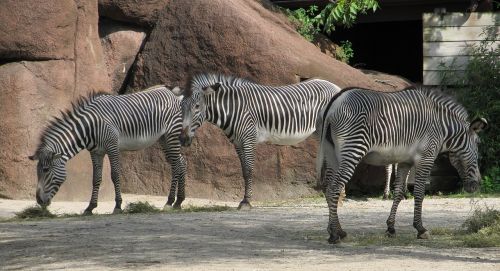 zebras mammal three