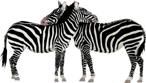 zebras africa safari