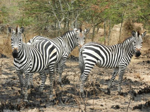 zebras flock curious