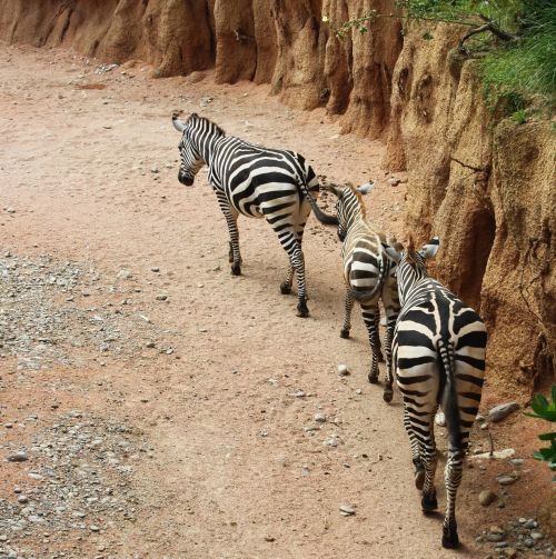 zebras zebra strips