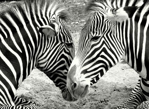 zebras zoo black and white