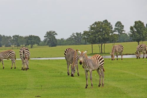 zebras striped stripes