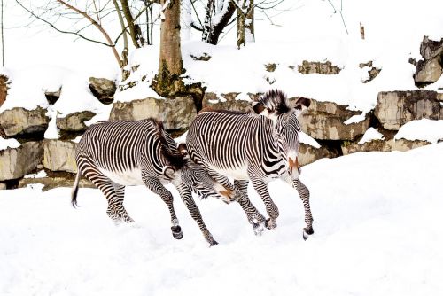 zebras play snow