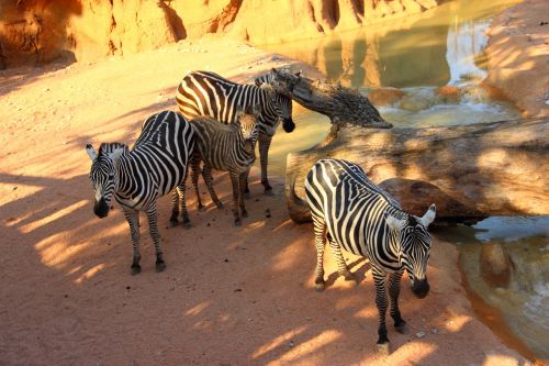 zebras animals zoo