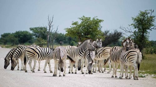 zebras namibia etosha