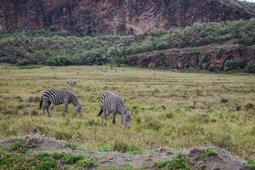 zebras grazing in