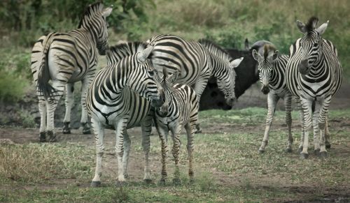 zebras wildlife africa