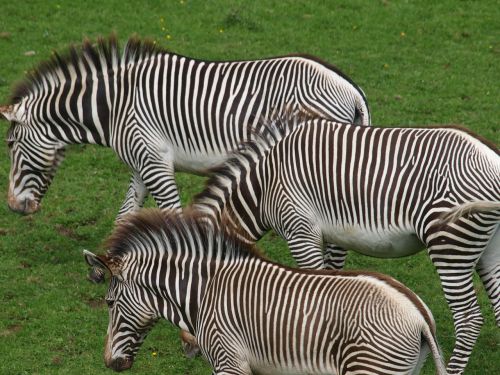 zebras horses animals