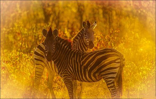 zebras savanna golden light