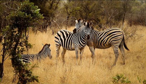 zebras group savanna