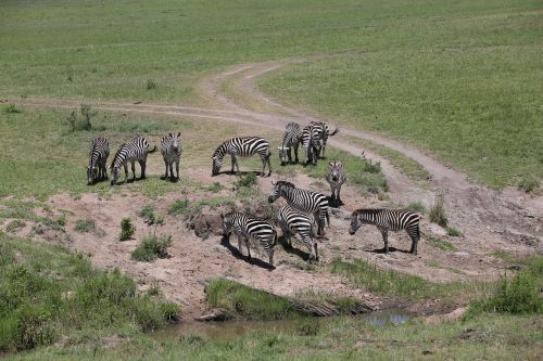 zebras wildlife safari