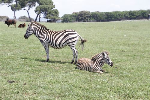 zebras tito croatia