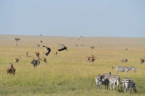 zebras animals wildlife