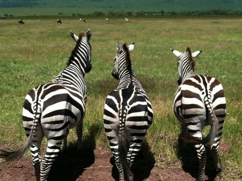 zebras animals wildlife