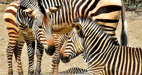 zebras  wild animal  zoo