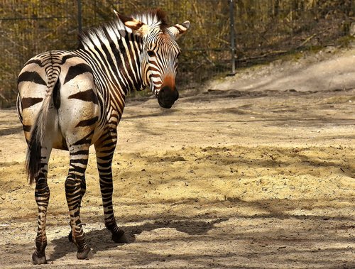 zebras  wild animal  zoo
