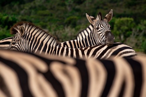 zebras  south africa  animals