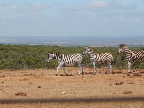 zebras  south africa  addo national park