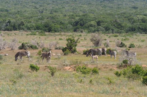zebras  flock  national park
