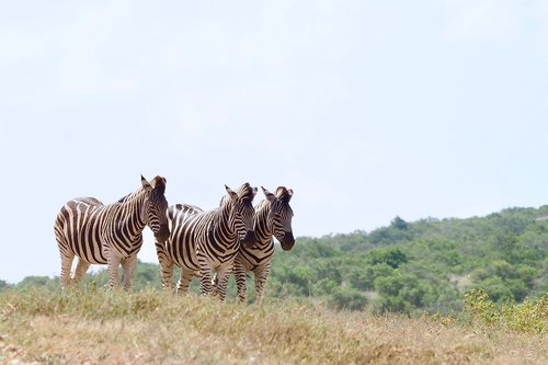 zebras  flock  national park