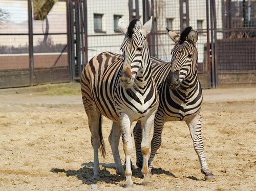 zebras  a pair of  animals