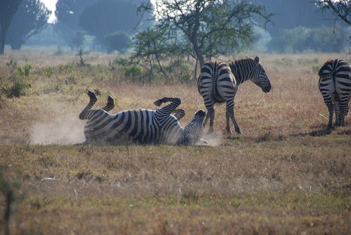 zebras  africa  safari