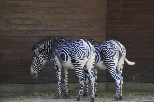 zebras stall hoofed animals