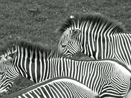 zebras black and white animals