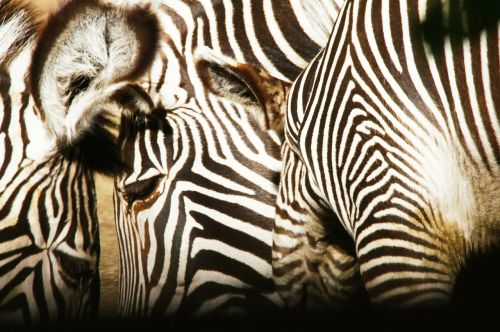 zebras animals nature